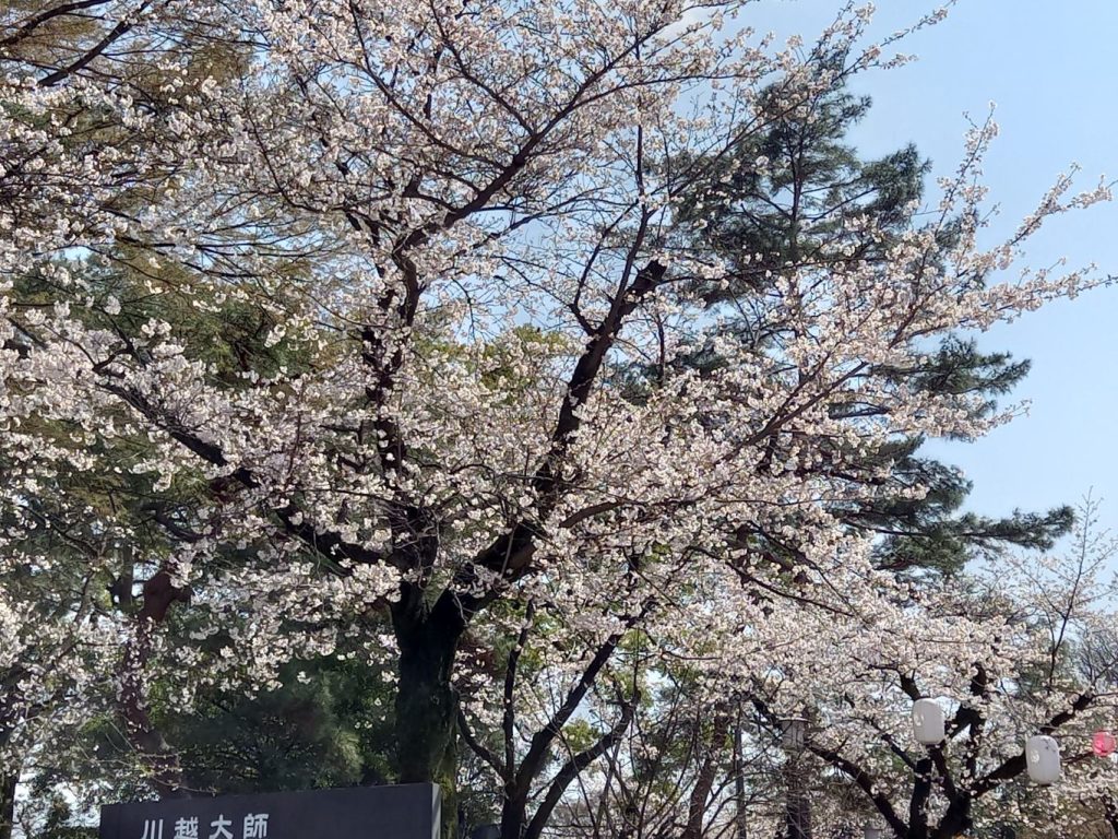喜多院の桜