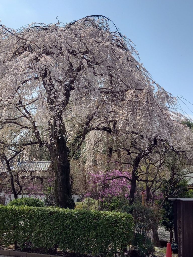 初雁球場の桜
