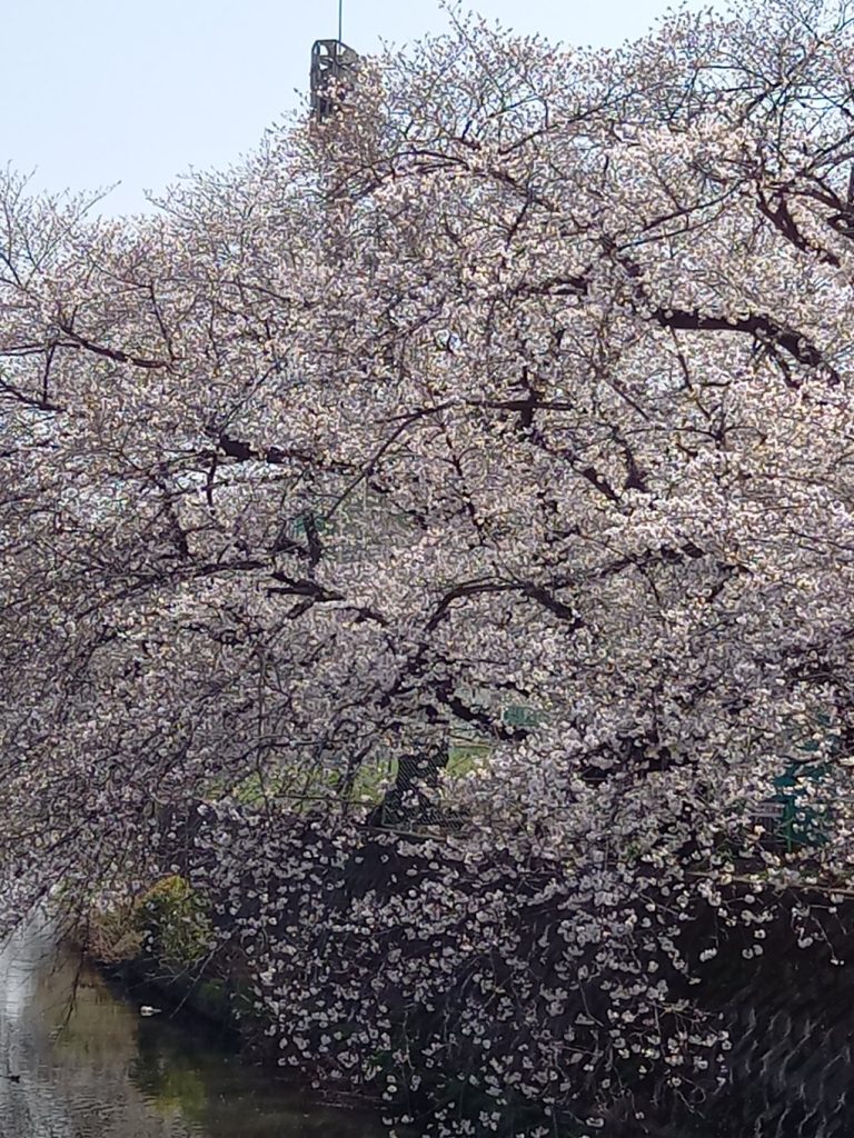新河岸川河川敷の桜