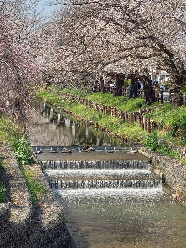 新河岸川河川敷の桜