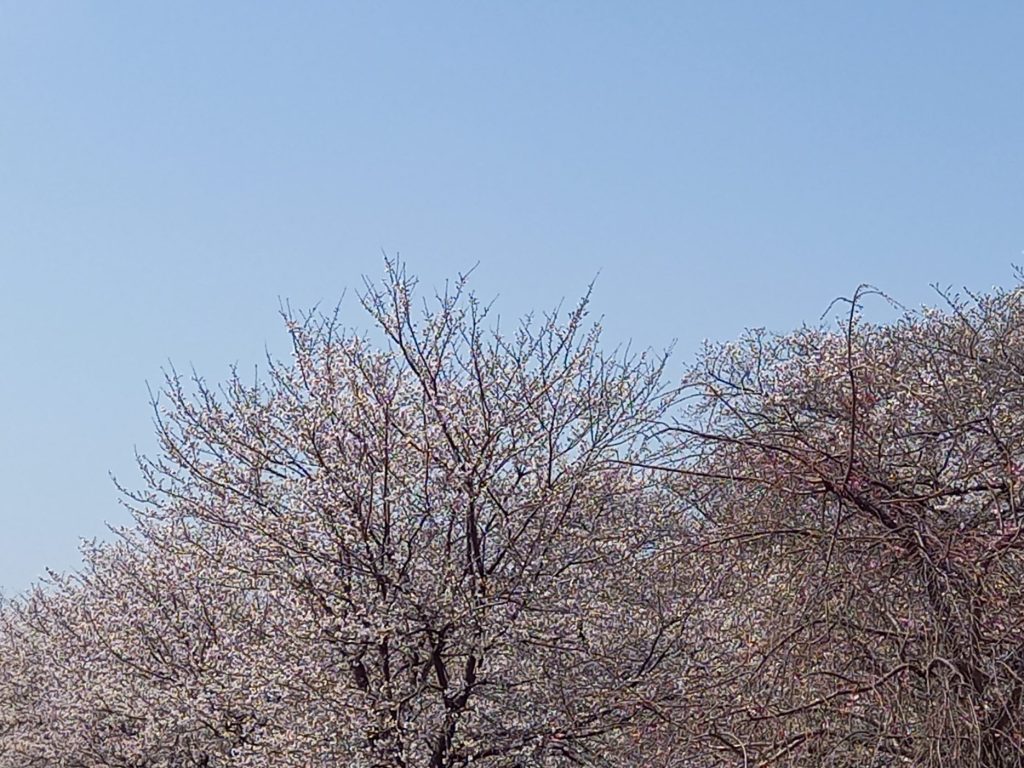新河岸川河川敷の桜