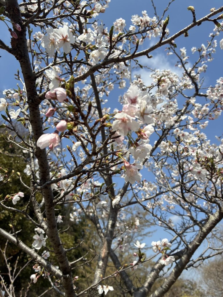 神奈川県川崎市 生田緑地の桜