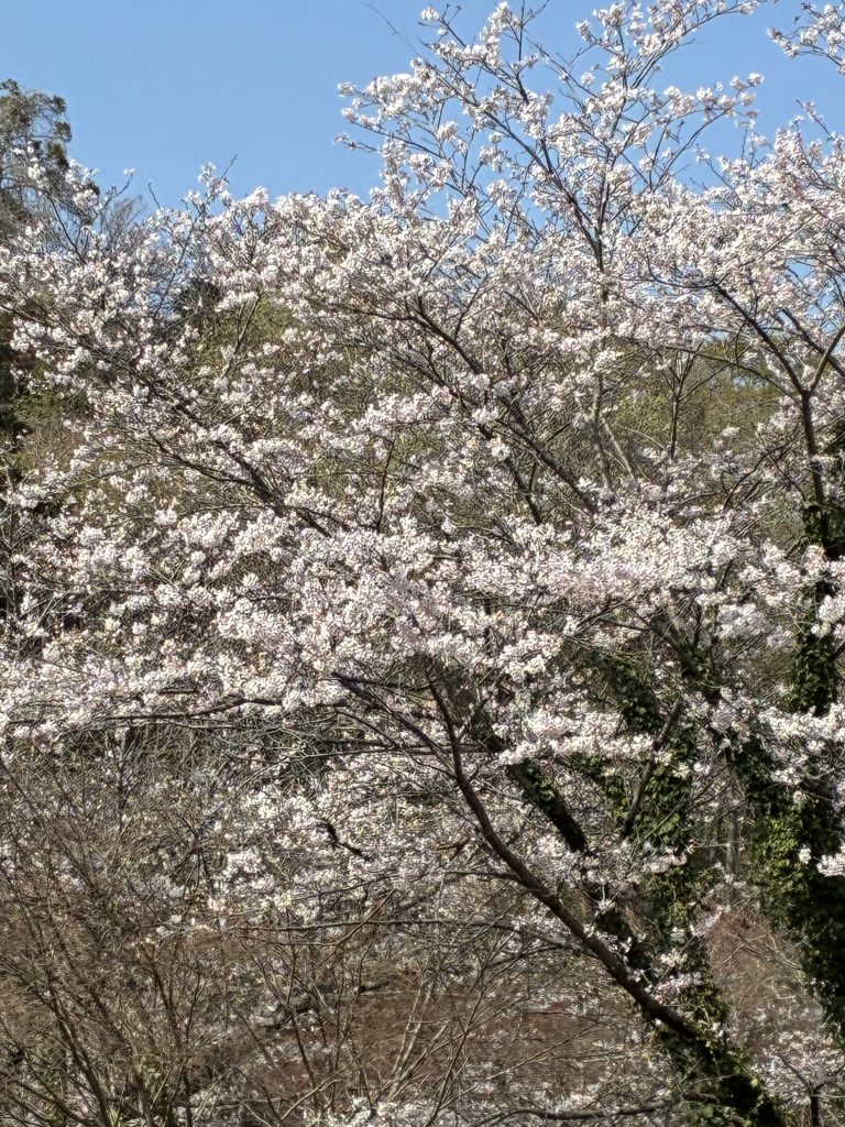 神奈川県川崎市 生田緑地の桜