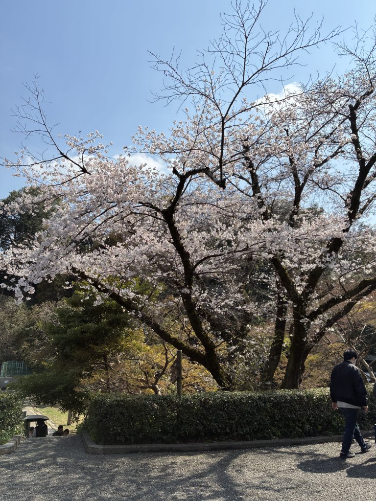 神奈川県川崎市 生田緑地の桜