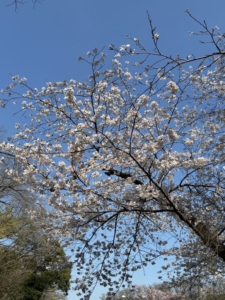 神奈川県川崎市 生田緑地の桜