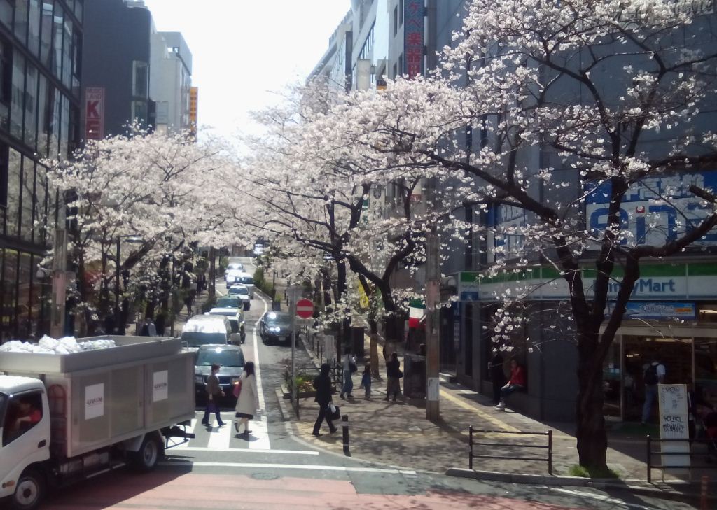 渋谷桜まつり.jpg