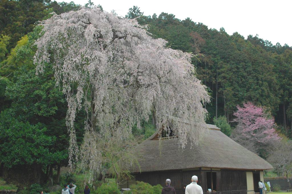 高麗家住宅（樹齢400年しだれ桜）.JPG