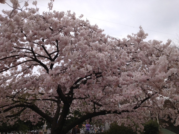 所沢の桜その１