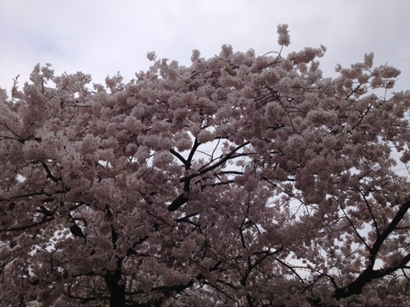 所沢の桜その２