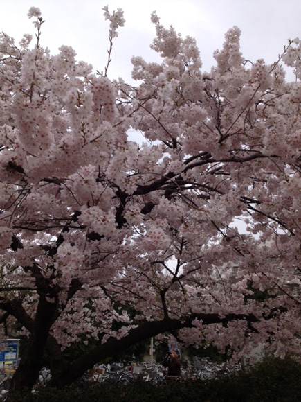 所沢の桜その３