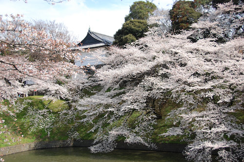 千鳥ヶ淵の桜.jpg